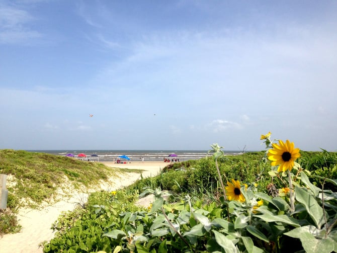 Beach with sand dunes, beach umbrellas, and sunflowers in foreground overlooking ocean with kites flying
